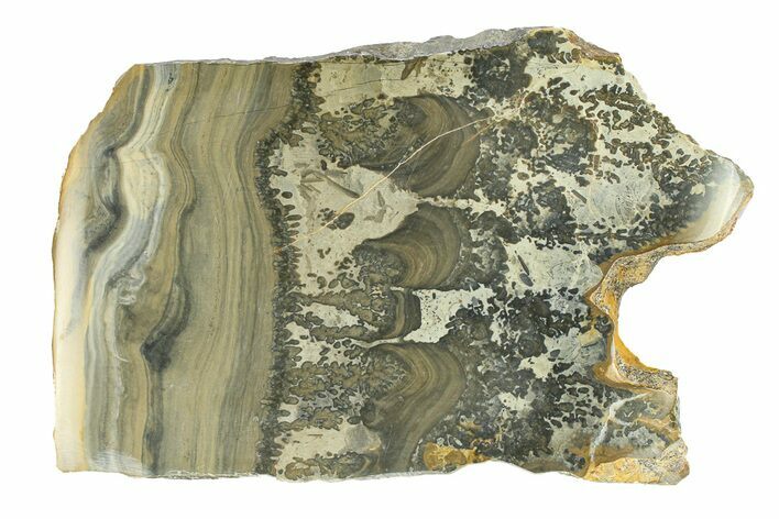 Triassic Aged Stromatolite Fossil - England #292068